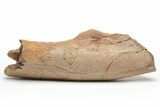 Fossil Dinosaur (Pachycephalosaurus) Partial Femur - Montana #219119-1